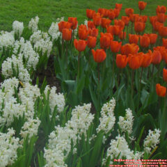 tulipany (57)